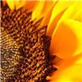 summer sunflower